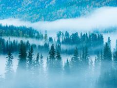 紧致皮肤的自制面膜三天见效