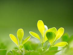 哪种去死皮角质的好用