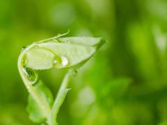 酵素减肥会不会反弹?