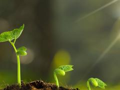 蜂蜜放冰箱里变成白色的结晶体为什么